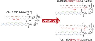 Redox Epiphospholipidome in Programmed Cell Death Signaling: Catalytic Mechanisms and Regulation